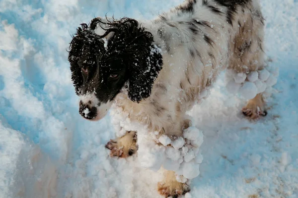 dog ,hunting breed ,playing in the street,the white snow in the winter