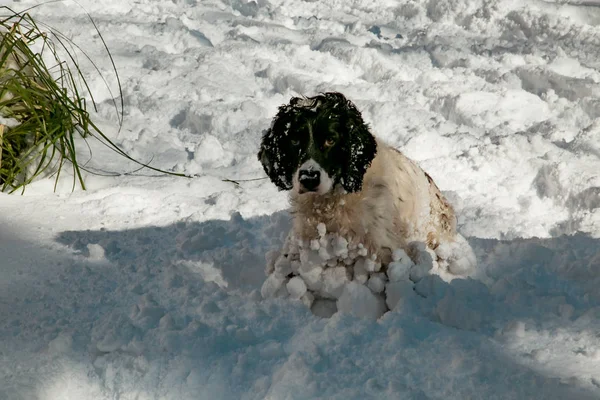 Hund Jagdhund Spielen Auf Der Straße Der Weiße Schnee Winter — Stockfoto