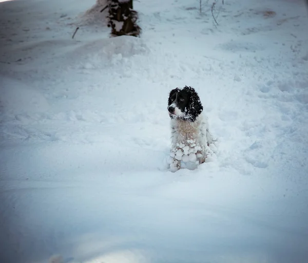 dog ,hunting breed ,playing in the street,the white snow in the winter