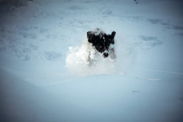 狩猟種 通りで遊んで冬の白い雪 — ストック写真