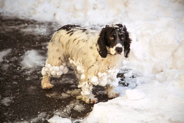 dog ,hunting breed ,playing in the street,the white snow in the winter