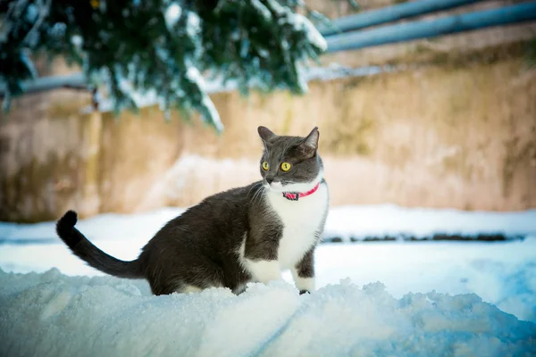 Hond Jacht Ras Spelen Straat Witte Sneeuw Winter — Stockfoto