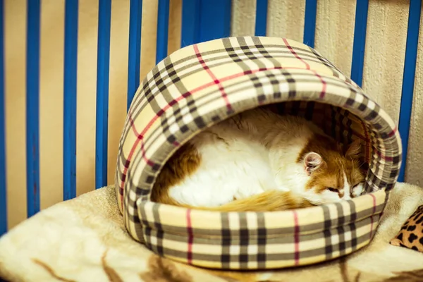 Colorful Cute Cat Green Eyes Sleeping Room Animal Shelter — Stock Photo, Image