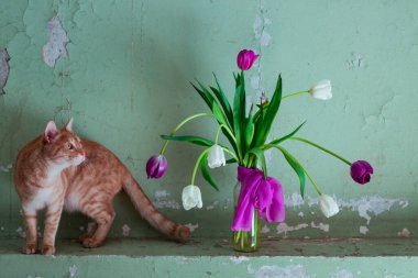 kırmızı, şirin, sade, şakacı kedi, bir vazo çiçeğin yanında oturuyor, mor ve beyaz lalelerle, eski bir duvarın arkasında