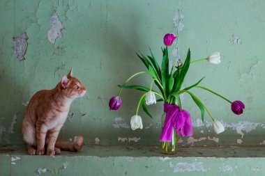 kırmızı, şirin, sade, şakacı kedi, bir vazo çiçeğin yanında oturuyor, mor ve beyaz lalelerle, eski bir duvarın arkasında