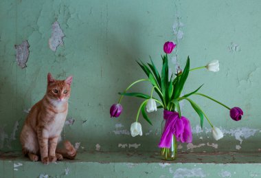 kırmızı, şirin, sade, şakacı kedi, bir vazo çiçeğin yanında oturuyor, mor ve beyaz lalelerle, eski bir duvarın arkasında