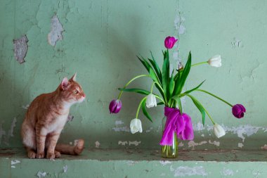 kırmızı, şirin, sade, şakacı kedi, bir vazo çiçeğin yanında oturuyor, mor ve beyaz lalelerle, eski bir duvarın arkasında