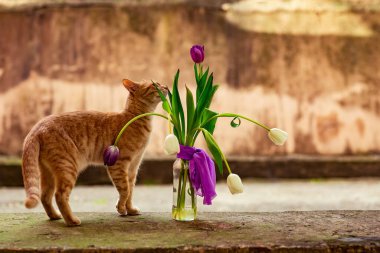 kırmızı, şirin, sade, şakacı kedi, bir vazo çiçeğin yanında oturuyor, mor ve beyaz lalelerle, eski bir duvarın arkasında