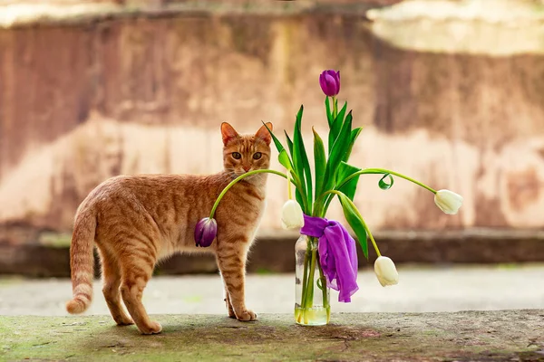Kırmızı Şirin Sade Şakacı Kedi Bir Vazo Çiçeğin Yanında Oturuyor — Stok fotoğraf