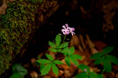 Ahşap elementlerle doğal arkaplan
