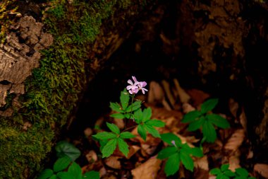 Ahşap elementlerle doğal arkaplan