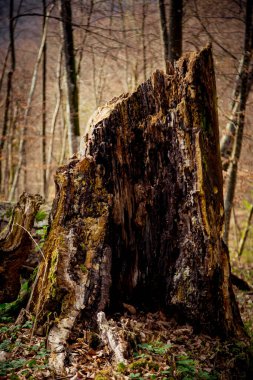 Ahşap elementlerle doğal arkaplan
