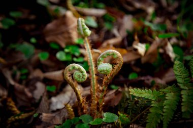 Ormanda büyüyen genç eğreltiotu