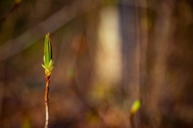 Doğal arka plan, yeşil Bud, güzel bir bitki