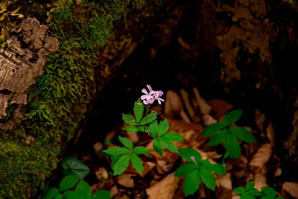 Ahşap elementlerle doğal arkaplan