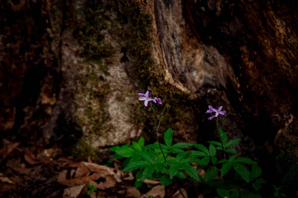 Ahşap elementlerle doğal arkaplan