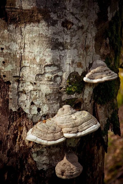 곰팡이는 나무에서 자란다 — 스톡 사진