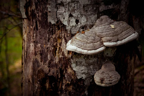 the fungus grows on a tree in the forest