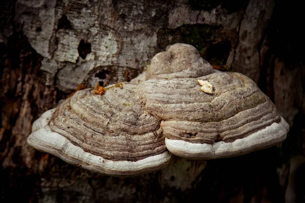森の木に真菌が生えています — ストック写真