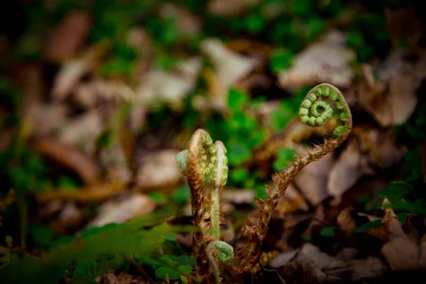 Unga Ormbunkar Som Växer Skogen — Stockfoto