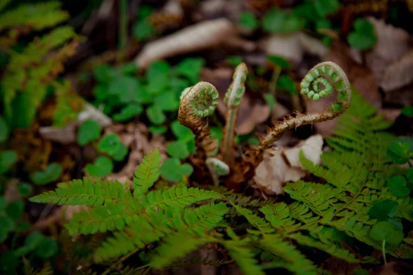 Young Fern Growing Forest — Stock Photo, Image