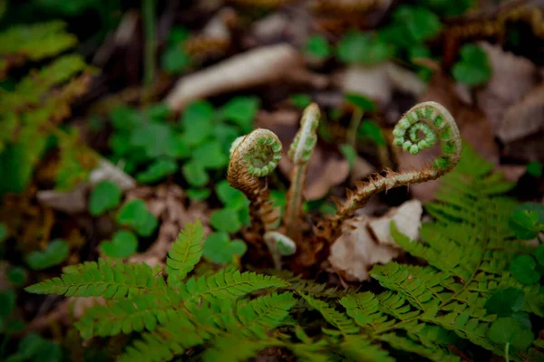 森の中で育つ若いシダ — ストック写真