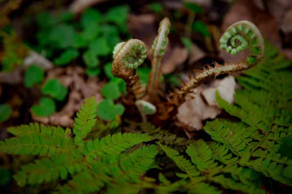 Unga Ormbunkar Som Växer Skogen — Stockfoto