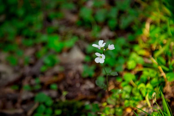 Naturlig Bakgrund Med Träelement — Stockfoto