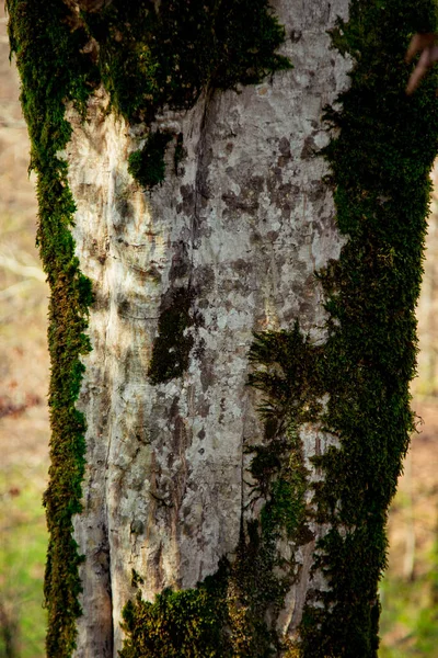 Natural Background Tree Bark — Stock Photo, Image