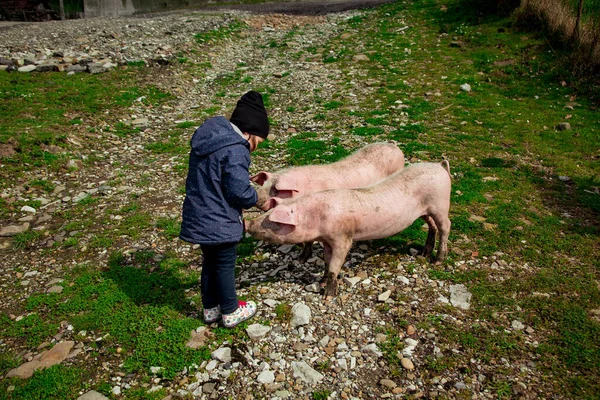 Kirli, genç domuzlar, sokaklarda yürüyorlar, bir yaz günü, köyde.