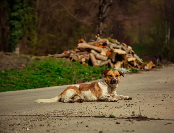 Der Hund Liegt Auf Der Straße Sommer Einem Sonnigen Tag — Stockfoto