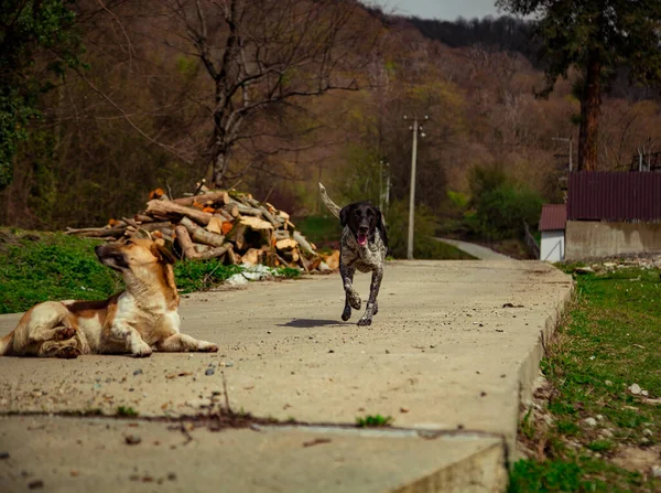 Cão Está Deitado Estrada Verão Dia Ensolarado — Fotografia de Stock