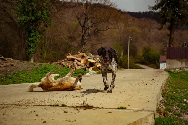 Der Hund Liegt Auf Der Straße Sommer Einem Sonnigen Tag — Stockfoto