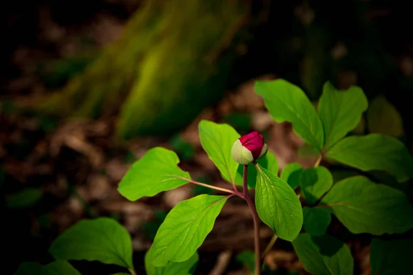 Pink Flower Bud Growing Forest Green Grass — Stock Photo, Image
