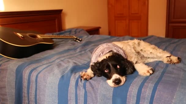 Perro Está Acostado Cama Con Una Guitarra Acústica Lado — Vídeos de Stock