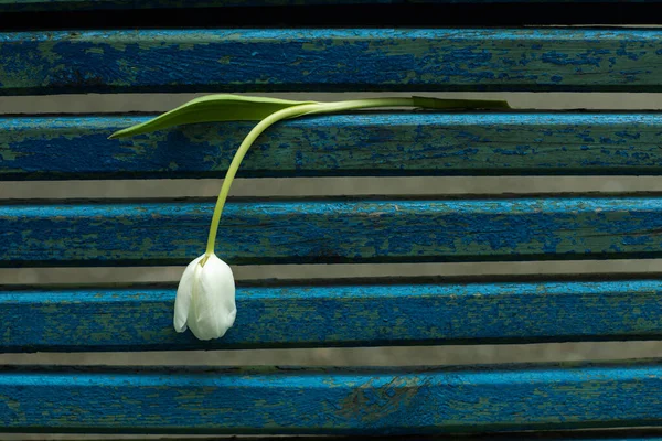 Blue Wooden Old Shabby Background Fresh Flowers Tulips — Stock Photo, Image