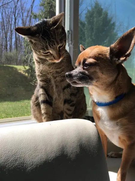 Die Katze Fragt Sich Der Hund Wohl Denken Könnte State — Stockfoto