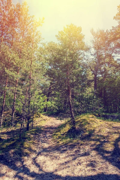 Boslandschap. Ochtend in het bos. — Stockfoto