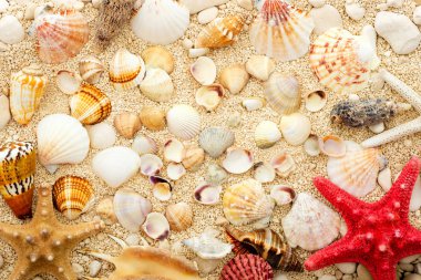 Deniz kabukları ve denizyıldızı kıyı kum üzerinde.