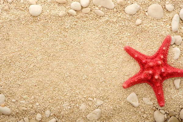 Starfish on the coastal sand. — Stock Photo, Image