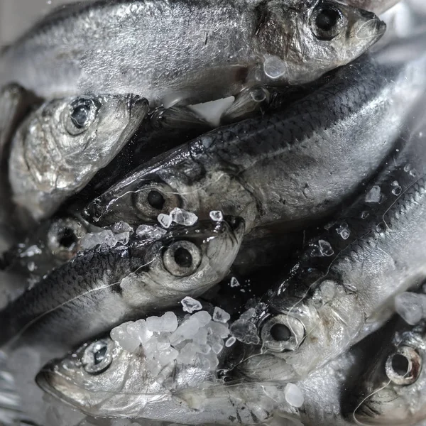 Closeup of Raw Baltic herring with salt — Stok Foto