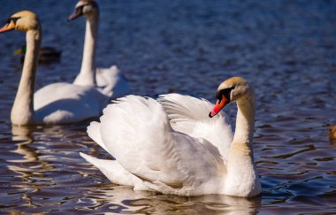 Nehir kenarındaki beyaz kuğular