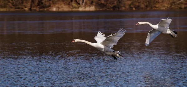 Zwei Weiße Schwäne Fliegen Über Den Fluss — Stockfoto