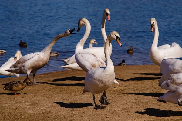 Swans River Bank — Stock Photo, Image