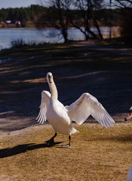 Swan River Bank — Stock Photo, Image