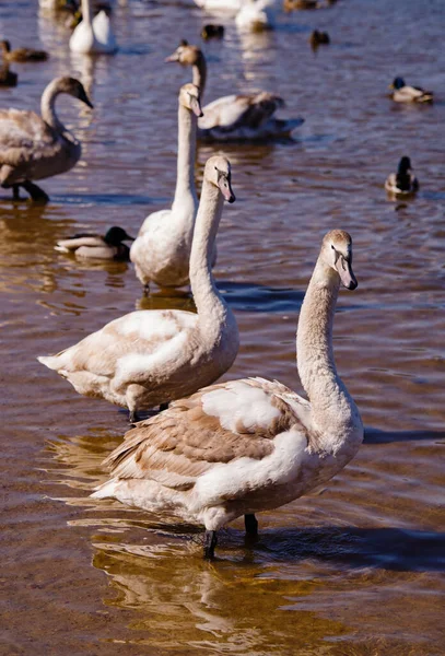 Cisnes Brancos Junto Rio — Fotografia de Stock