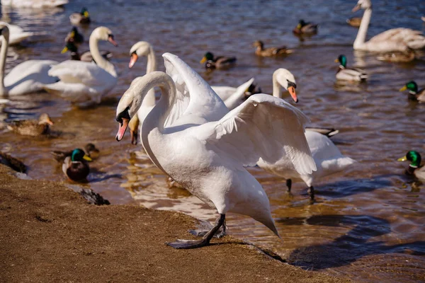 White Swans River — Stock Photo, Image