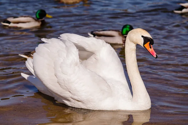 White Swans River — Stock Photo, Image