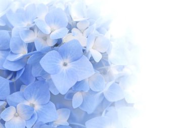 Mavi Hydrangea veya Hortensiya çiçeklerinin (Hydrangea makrophylla) güzel yaprakları beyaz arka planda kaybolur. Yumuşak rüya hissi. Doğa arkaplanı.