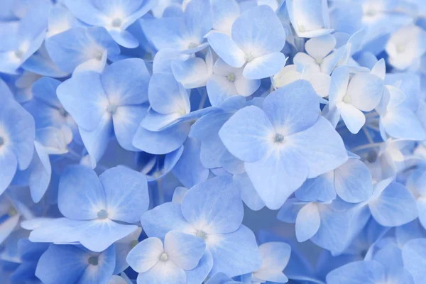 Selektiver Fokus Auf Blütenblätter Schöner Blauer Hortensien Oder Hortensien Hortensien — Stockfoto